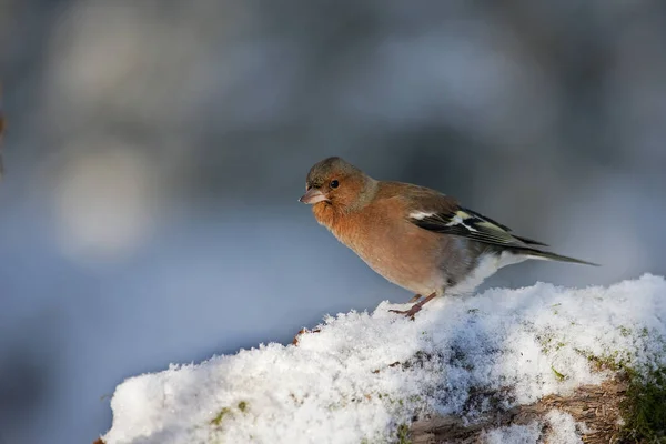 Buchfink Fransen Männchen Die Schnee Stehen Normandie — Stockfoto