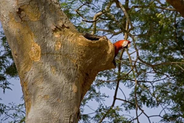 Scarlet Macaw Ara Macao Entrada Nest Los Lianos Venezuela — Fotografia de Stock