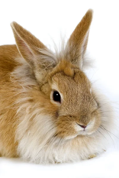 Roter Zwergkaninchen Vor Weißem Hintergrund — Stockfoto