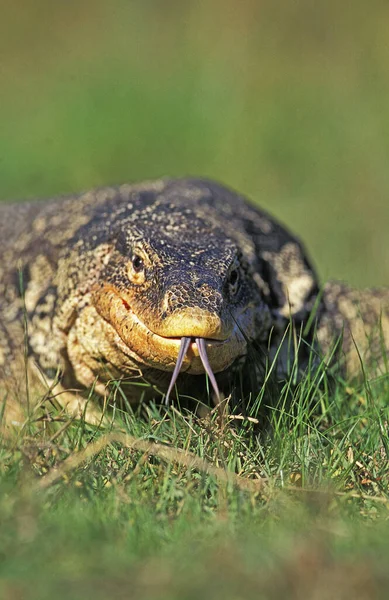 Water Monitor Lizard Varanus Salvator Ενηλίκων Γλώσσα Έξω — Φωτογραφία Αρχείου