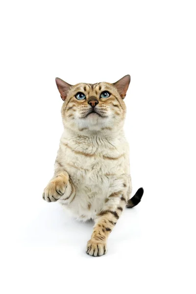 Seal Mink Tabby Bengal Domestic Cat Male Standing White Background — Stock Photo, Image