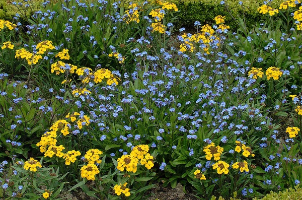 Macizo Flores Con Olvidarme Flores Wallflower — Foto de Stock