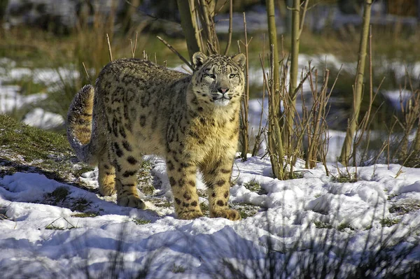 Leopardo Las Nieves Onza Uncia Uncia —  Fotos de Stock