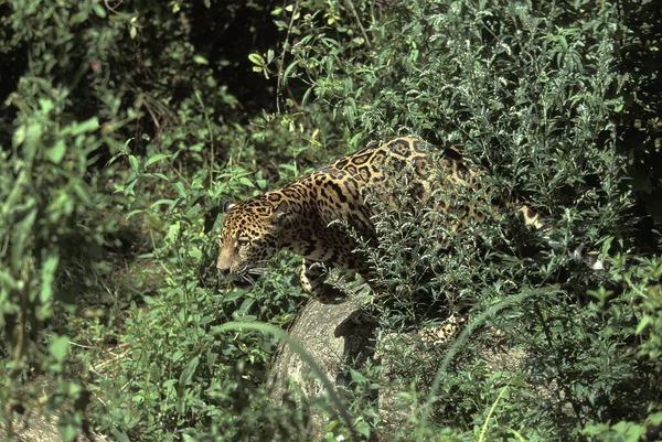 Jaguar Pantera Onca Fondo Natural —  Fotos de Stock