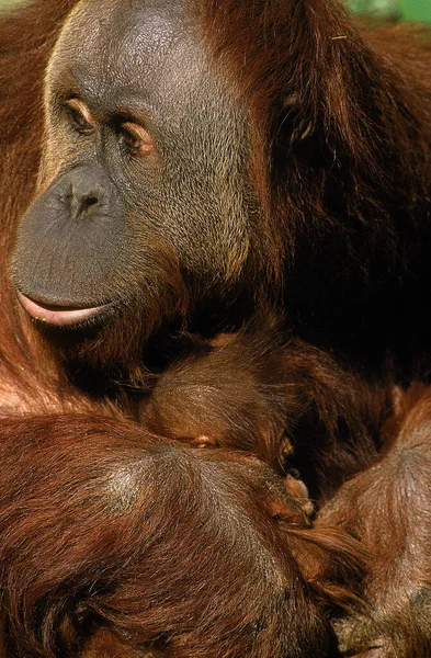 Orang Utan Pongo Pygmaeus Mother Young Borneo — 图库照片