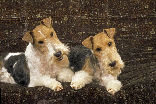 Wire-Haired Fox Terrier, Dog standing on Sofa