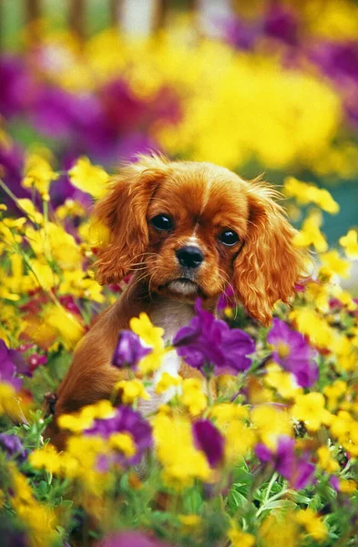 Cavalier King Charles Spaniel Dog ขพร อมดอกไม — ภาพถ่ายสต็อก