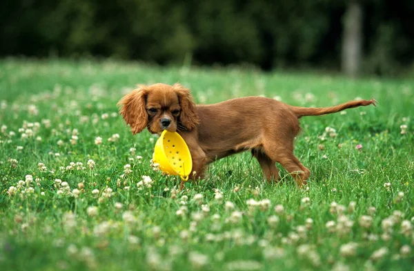 Cavalier King Charles Spaniel Dog Puppy Playing Colander Toy — стокове фото