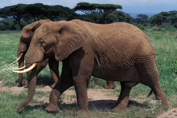 Afrikaanse Olifant Loxodonta Africana Masai Mara Park Kenia — Stockfoto