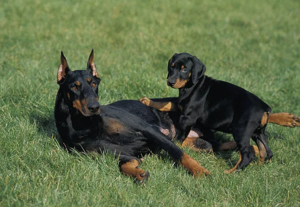 Dobermann Dog Dobermann Pinscher Μητέρα Και Κουτάβι — Φωτογραφία Αρχείου