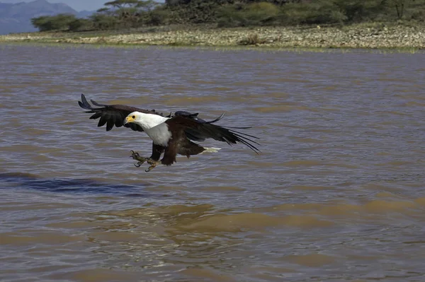African Fish Eagle Haliaeetus Vocifer Adult Flight Fishing Baringo Lake — Stock fotografie