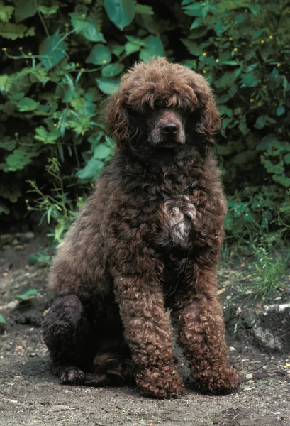 葡萄牙水犬坐 — 图库照片