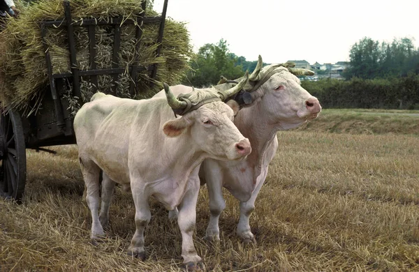 Charolais Domestic Cattle, a french Breed, pulling Cart of Wheat Straw