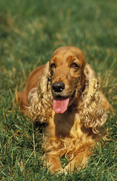 Inglese Cocker Spaniel Cane Sdraiato Sull Erba — Foto Stock