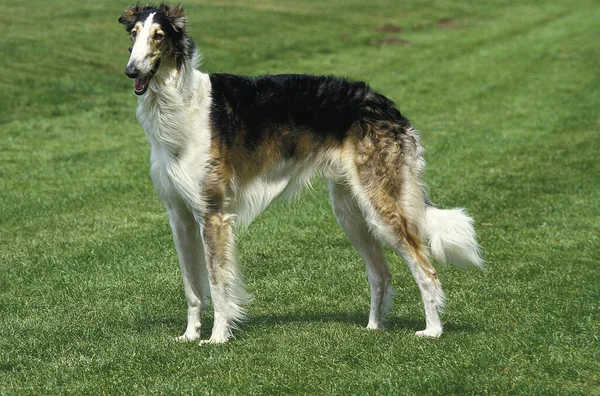 Borzoi Wolfhound Russo Cão Doméstico — Fotografia de Stock