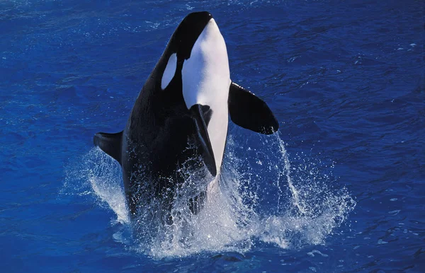 Killer Whale Orcinus Orca Adult Breaching — Stock Photo, Image