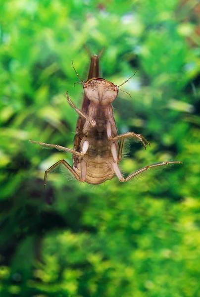 Great Diving Beetle Dytiscus Marginalis Larva Standing Water Normandy — стокове фото