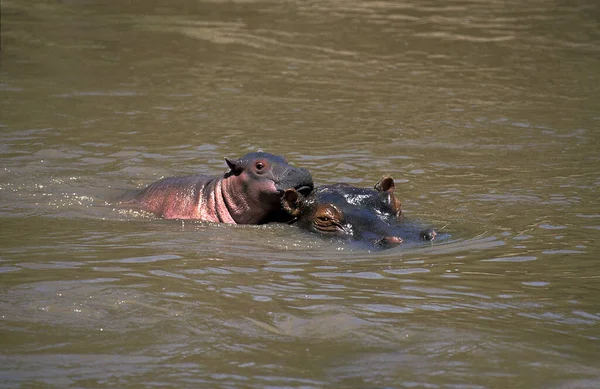 Hippopotame Hippopotame Amphibie Mère Veau Debout Dans Rivière Masai Mara — Photo