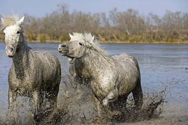 Camargue Horses Standing Swamp Saintes Marie Mer South France — стокове фото