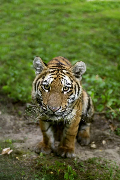 Tigre Siberiano Panthera Tigris Altaica — Fotografia de Stock