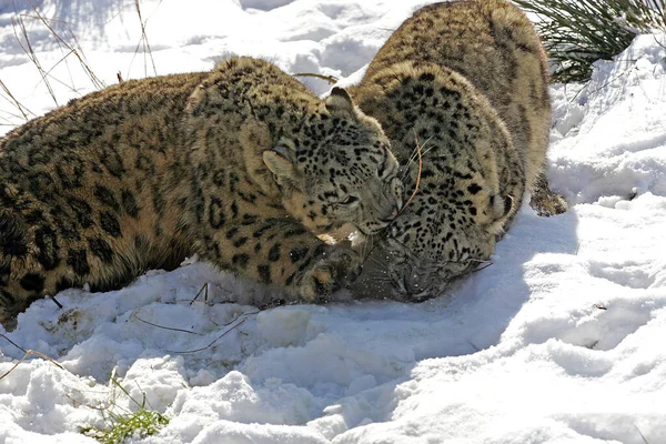 Snow Leopard Lub Uncja Uncja Uncja Stojąc Śniegu — Zdjęcie stockowe