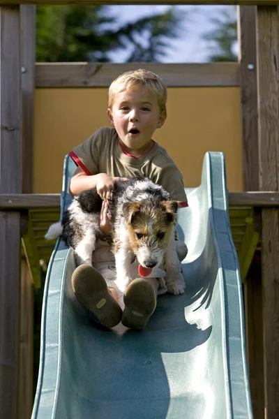 Cabelo Arame Fox Terrier Filhote Cachorro Menino Cachorro Jogando Corrediça — Fotografia de Stock