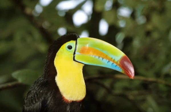 Keel Billed Toucan Ramphastos Sulfuratus Costa Rica — Stockfoto