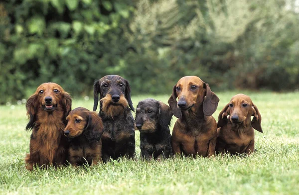 Tel saçlı, düz saçlı ve uzun saçlı Dachshund otların üzerinde duruyor.   
