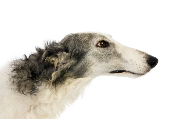Borzoi Vagy Orosz Wolfhound Portré Ellen Fehér Háttér — Stock Fotó