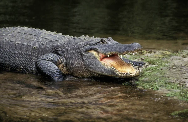 Amerikaanse Alligator Alligator Mississipiensis Volwassen Met Open Mond Regulerende Lichaamstemperatuur — Stockfoto