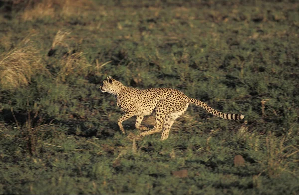 Cheetah Acinonyx Jubatus Felnőtt Futás Masai Mara Park Kenyában — Stock Fotó