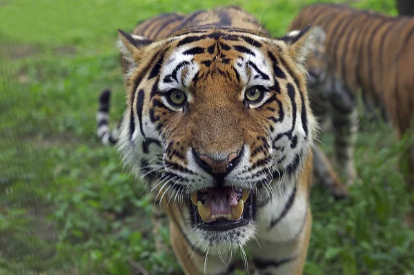 Tigre Siberiano Panthera Tigris Altaica —  Fotos de Stock