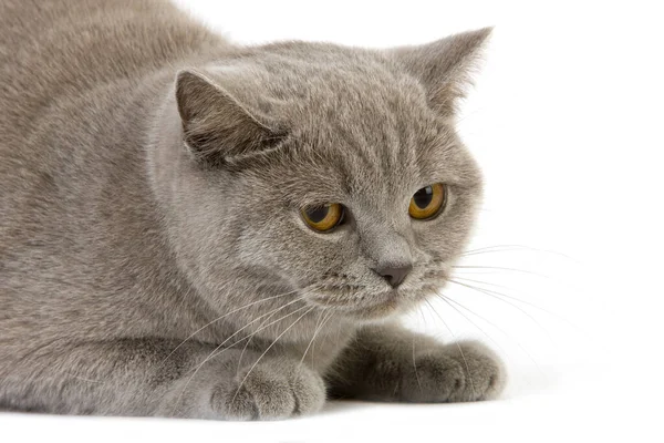 Lilac British Shorthair Femelle — Stock Photo, Image