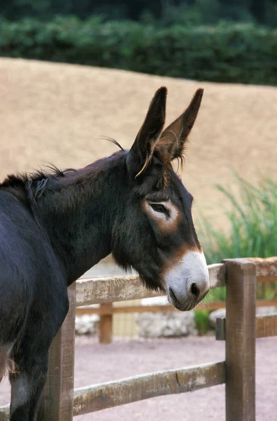 French Donkey Breed Called Grand Noir Berry — Stock fotografie