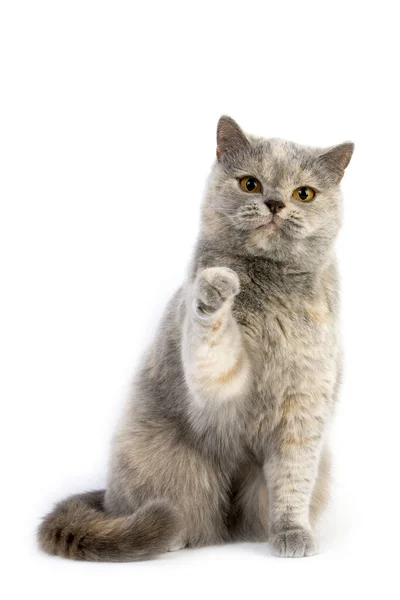 Blue Cream Britse Stenografisch Domestic Cat Vrouwelijk Spelen Tegen Witte — Stockfoto