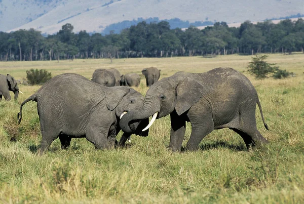 Afrikai Elefánt Loxodonta Africana Youngs Játszik Masai Mara Park Kenyában — Stock Fotó