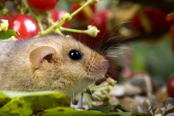 Comune Ghiro Muscardinus Avellanarius Normandia — Foto Stock