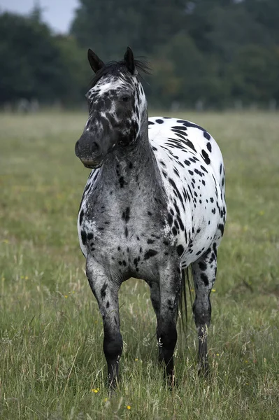 Appaloosa Koń Naturalne Tło — Zdjęcie stockowe