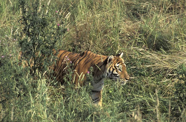 Bengáli Tigris Panthera Tigris Tigris Long Grass Ben Álló Felnőtt — Stock Fotó