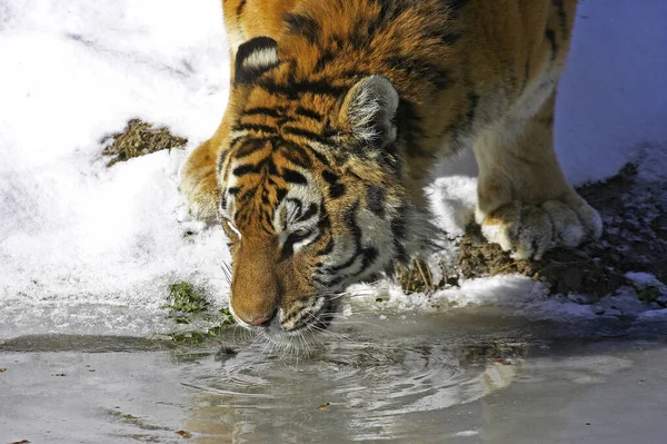 Siberian Tiger Panthera Tigris Altaica Drinking Water — Zdjęcie stockowe