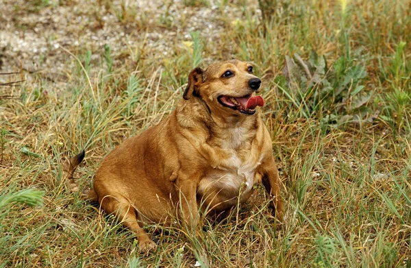 Perro Obeso Con Lengua Fuera —  Fotos de Stock