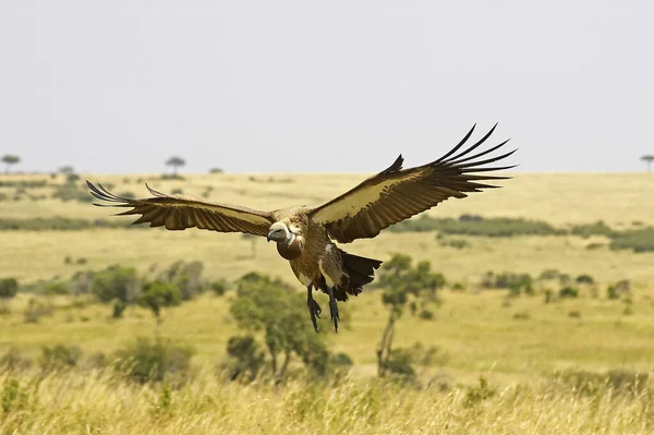 在肯尼亚的Masai Mara 非洲白袋秃鹫在非洲的肛门上打滚 — 图库照片