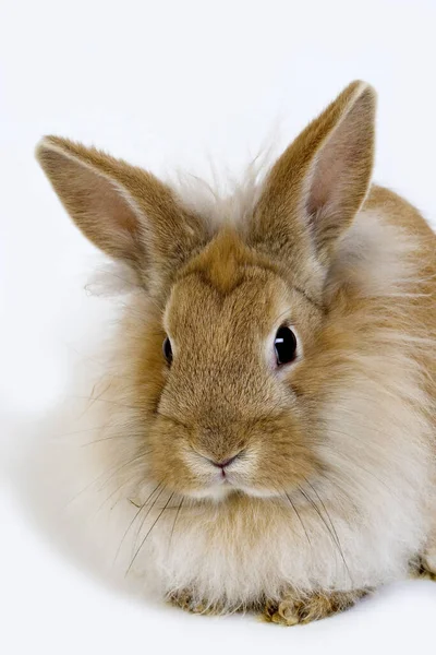 Red Dwarf Rabbit White Background — Stock Photo, Image