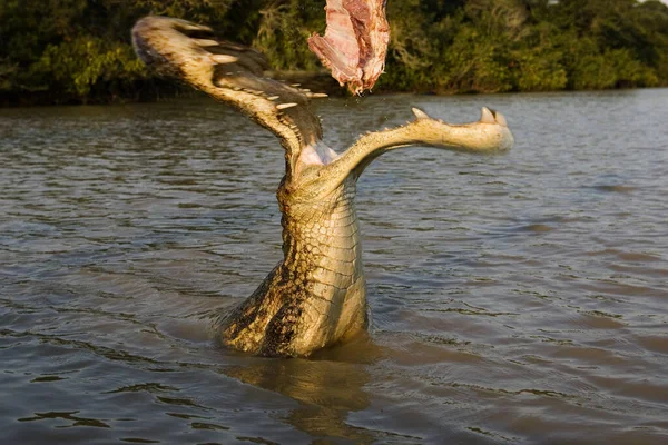 Glasögoncaiman Caiman Krokodilus Vuxenätande Los Lianos Venezuela Sammansatt Bild — Stockfoto