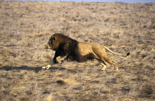 African Lion Panthera Leo Adult Running — стокове фото