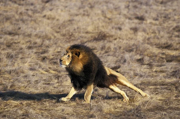 African Lion,  panthera leo, Male running