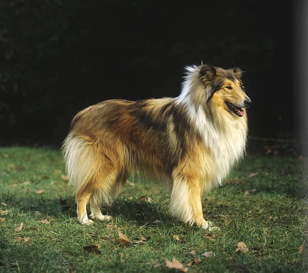 Collie Dog Standing Grass — Stock fotografie