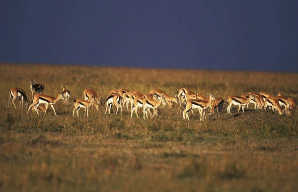 Thomson Gazelle Gazella Thomsoni Troupeau Dans Savane Masai Mara Park — Stock Photo, Image