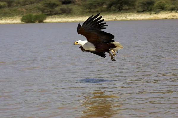 Afrikansk Fish Eagle Haliaeetus Vocifer Vuxen Flight Fånga Fisk Baringosjön — Stockfoto