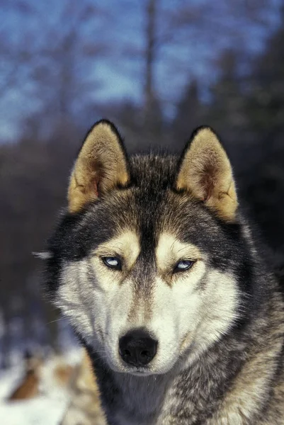 Szibériai Husky Dog Portré Felnőtt — Stock Fotó